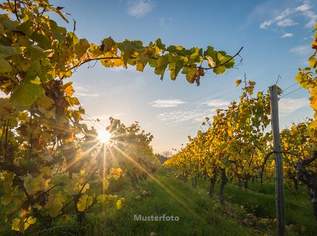 Großzügiges Weingut mit umfangreichen Hallen- und Lagerflächen, 5240000 €, Immobilien-Gewerbeobjekte in 7122 Gols