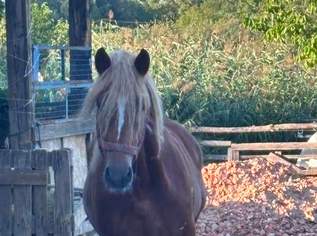 Pferd, 4500 €, Marktplatz-Tiere & Tierbedarf in 9400 Wolfsberg