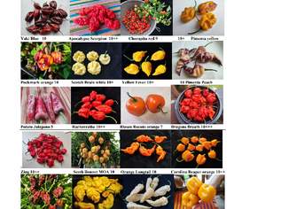 Samen CHILI /TOMATEN RÄRITÄTEN extrem scharfe ausgefallene Sorten, 1.6 €, Haus, Bau, Garten-Balkon & Garten in 8053 Graz