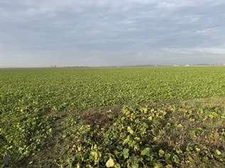 Nutzbares Land in Absdorf - 9183m² für Land- und Forstwirtschaft, 110000 €, Immobilien-Grund und Boden in 3462 Absdorf