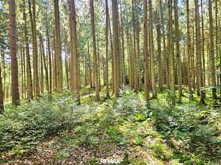 Mischwald in 5121 St. Radegund, 78000 €, Immobilien-Gewerbeobjekte in 5121 Sankt Radegund Mischwald in 5121 St. Radegund, 78000 €, Immobilien-Gewerbeobjekte in 5121 Sankt Radegund