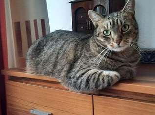 Gesucht, null €, Marktplatz-Tiere & Tierbedarf in Österreich