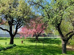 TOP-Preis! Frühlingserwachen im eigenen Gartenparadies, 380000 €, Immobilien-Häuser in 2130 Lanzendorf