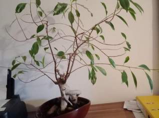 Bonsai 23 Jahre im Besitz 