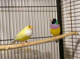  Ein Paar Gouldamadinen., 70 €, Marktplatz-Tiere & Tierbedarf in 1140 Penzing