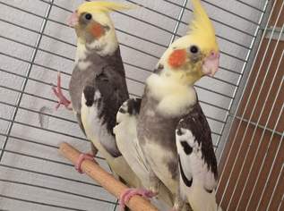 Nymphensittich, 110 €, Marktplatz-Tiere & Tierbedarf in 1220 Donaustadt Nymphensittich, 110 €, Marktplatz-Tiere & Tierbedarf in 1220 Donaustadt