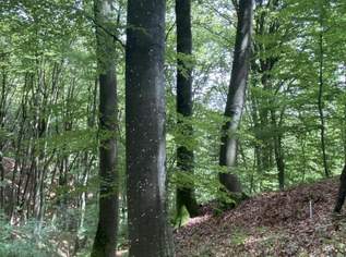 Wohnhaus mit Nebengebäuden und Grund!, 0 €, Immobilien-Häuser in 8385 Neuhaus am Klausenbach