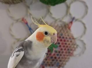 Nymphensittiche , 100 €, Marktplatz-Tiere & Tierbedarf in 1020 Leopoldstadt Nymphensittiche , 100 €, Marktplatz-Tiere & Tierbedarf in 1020 Leopoldstadt