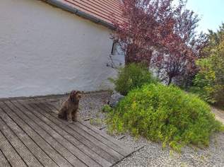 Suche Pensionisten/in in Warmbad-Villach die sich gelegentlich um meinen Hund umschauen!, Dienstleister & Stellen-Dienstleister in Österreich