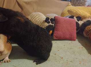 Cuy Wolly Riesenmeerschweinchen, 120 €, Marktplatz-Tiere & Tierbedarf in 3350 Gemeinde Haag