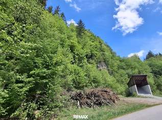 Großes Waldgrundstück bei Kirchberg an der Pielach, 29000 €, Immobilien-Grund und Boden in 3204 Kirchberg an der Pielach Großes Waldgrundstück bei Kirchberg an der Pielach, 29000 €, Immobilien-Grund und Boden in 3204 Kirchberg an der Pielach