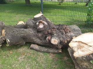 Kirschbaum stamm holz