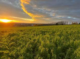 Charmantes Holzblockhaus (Wunsch-Haus) in wunderschöner Natur- und Aussichtslage in Bubing, 319000 €, Immobilien-Häuser in 4782 St. Florian am Inn Charmantes Holzblockhaus (Wunsch-Haus) in wunderschöner Natur- und Aussichtslage in Bubing, 319000 €, Immobilien-Häuser in 4782 St. Florian am Inn