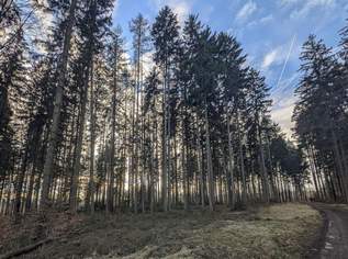 Eigener Wald als Realwert – gepflegter Forst mit sehr guter Zufahrt, 97000 €, Immobilien-Grund und Boden in 4840 Vöcklabruck Eigener Wald als Realwert – gepflegter Forst mit sehr guter Zufahrt, 97000 €, Immobilien-Grund und Boden in 4840 Vöcklabruck