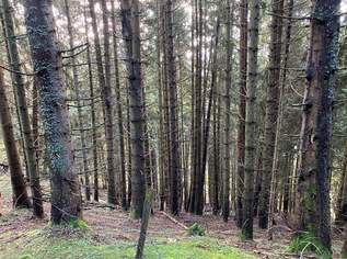 Schönes Waldgrundstück oberhalb des Millstätter Sees, 96000 €, Immobilien-Gewerbeobjekte in 9872 Lechnerschaft