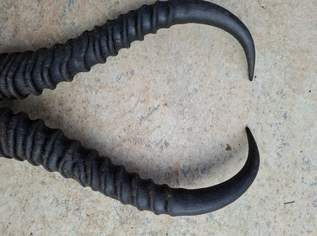 Hörner für Perchten oder Deko