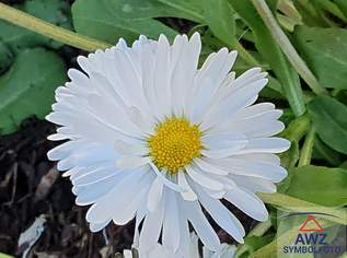 Sonniger Baugrund in zentraler Lage! Ein Ort zum Wohlfühlen!, 0 €, Immobilien-Grund und Boden in 4563 Micheldorf in Oberösterreich