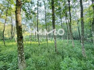 Erholung pur im eigenen Wald mit Bach und Wiesen nähe Amstetten, 30000 €, Immobilien-Grund und Boden in 3321 Ardagger Erholung pur im eigenen Wald mit Bach und Wiesen nähe Amstetten, 30000 €, Immobilien-Grund und Boden in 3321 Ardagger