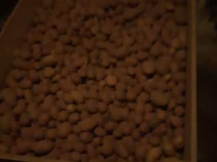 Speisekartoffel , 0.3 €, Marktplatz-Tiere & Tierbedarf in 3860 Gemeinde Heidenreichstein