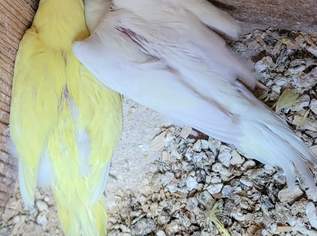 Verkaufe Wellensittiche von 2026, 30 €, Marktplatz-Tiere & Tierbedarf in 7000 Kleinhöflein Verkaufe Wellensittiche von 2026, 30 €, Marktplatz-Tiere & Tierbedarf in 7000 Kleinhöflein