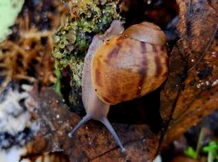 Archachatina marginata ovum, 10 €, Marktplatz-Tiere & Tierbedarf in 3073 Gemeinde Stössing