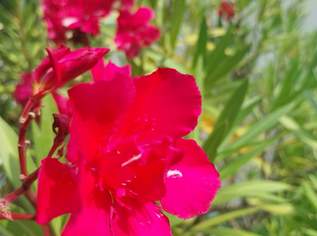 Oleander 