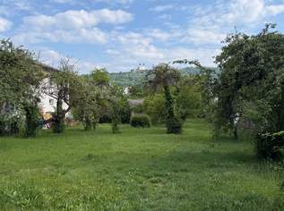 Attraktives Baugrundstück ohne Bauzwang im Ortskern von Krummnussbaum, 71625 €, Immobilien-Grund und Boden in 3375 Krummnußbaum Attraktives Baugrundstück ohne Bauzwang im Ortskern von Krummnussbaum, 71625 €, Immobilien-Grund und Boden in 3375 Krummnußbaum