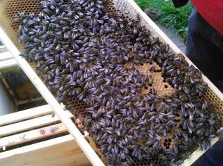 CARNICA Völker aus dem PIELACHTAL