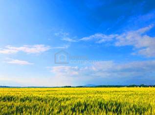 Landwirtschaftliche Nutzfläche in Ideallage, 338256 €, Immobilien-Grund und Boden in 2424 Zurndorf