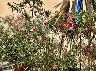 Oleander Oleander
