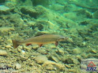SchÃ¶nes GrundstÃŒck am Bachlauf !, 0 €, Immobilien-Grund und Boden in 5251 Eigelsberg