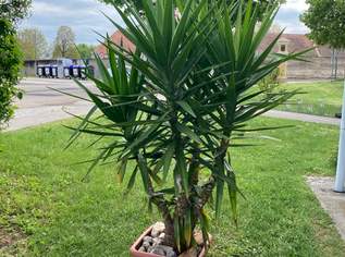 Yucca Palme zu verkaufen, 50 €, Haus, Bau, Garten-Balkon & Garten in 3130 Gemeinde Herzogenburg Yucca Palme zu verkaufen, 50 €, Haus, Bau, Garten-Balkon & Garten in 3130 Gemeinde Herzogenburg