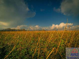 Einfamilienhaus im Rosental mit Nebengebäude und Garten!, 0 €, Immobilien-Häuser in 9181 Bärental