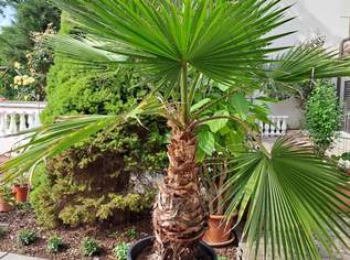 Washingtonia Palme, 390 €, Haus, Bau, Garten-Balkon & Garten in 3481 Gemeinde Fels am Wagram