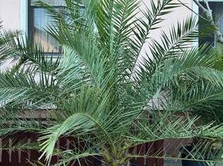 Schöne Kanarische Dattelpalmen, 299 €, Haus, Bau, Garten-Balkon & Garten in 2201 Gemeinde Gerasdorf bei Wien