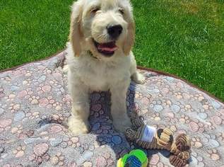 Goldendoodle Welpen , 2100 €, Marktplatz-Tiere & Tierbedarf in 3376 Sankt Martin-Karlsbach Goldendoodle Welpen , 2100 €, Marktplatz-Tiere & Tierbedarf in 3376 Sankt Martin-Karlsbach