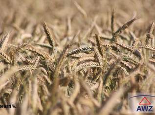 Verkaufe schöne Ackerfläche mit ca. 1,5 Hektar!, 0 €, Immobilien-Grund und Boden in 4753 Taiskirchen im Innkreis Verkaufe schöne Ackerfläche mit ca. 1,5 Hektar!, 0 €, Immobilien-Grund und Boden in 4753 Taiskirchen im Innkreis