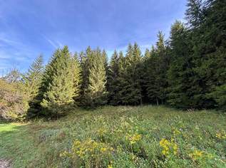 Waldgrundstück mit 50 jährigem Fichtenbestand, 79000 €, Immobilien-Grund und Boden in 4591 Breitenau