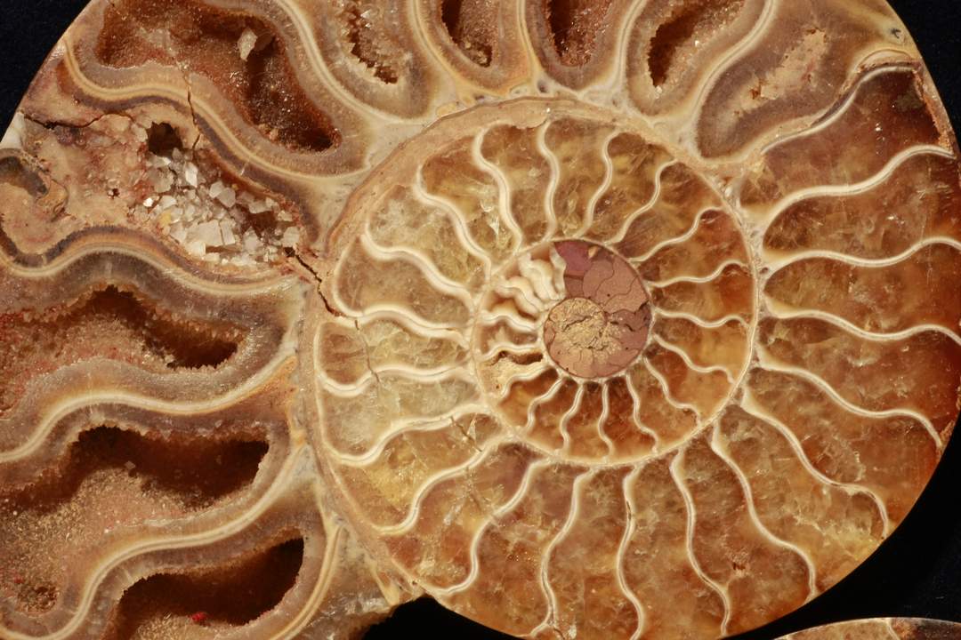 Fossilien / Versteinerung / Ammonit