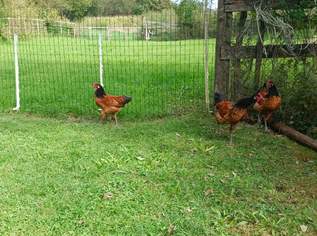 Vorwerkküken , 15 €, Marktplatz-Tiere & Tierbedarf in 3350 Gemeinde Haag