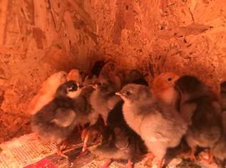 Mix Küken , 4 €, Marktplatz-Tiere & Tierbedarf in 7544 Tobaj Mix Küken , 4 €, Marktplatz-Tiere & Tierbedarf in 7544 Tobaj
