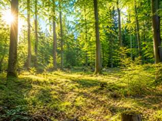 WALDGRUNDSTÜCK, 80000 €, Immobilien-Grund und Boden in 3124 Oberwölbling