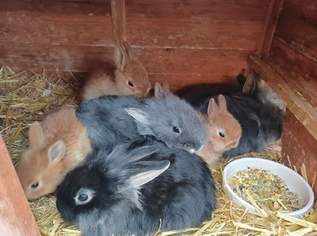 Kaninchen abzugeben, 0 €, Marktplatz-Tiere & Tierbedarf in 3130 Gemeinde Herzogenburg
