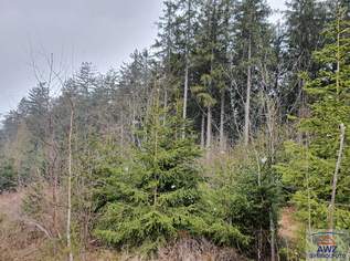 Schöner Wirtschaftswald mit ca. 17 Hektar!, 0 €, Immobilien-Grund und Boden in 3830 Altwaidhofen Schöner Wirtschaftswald mit ca. 17 Hektar!, 0 €, Immobilien-Grund und Boden in 3830 Altwaidhofen