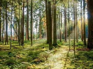 WALDGRUNDSTÜCKE, 260000 €, Immobilien-Grund und Boden in 3202 Aigelsbach WALDGRUNDSTÜCKE, 260000 €, Immobilien-Grund und Boden in 3202 Aigelsbach