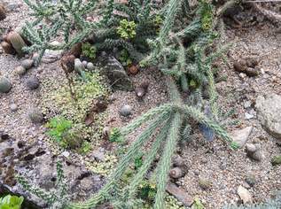Cylindropuntia imbricata, 0 €, Haus, Bau, Garten-Balkon & Garten in 3500 Krems an der Donau
