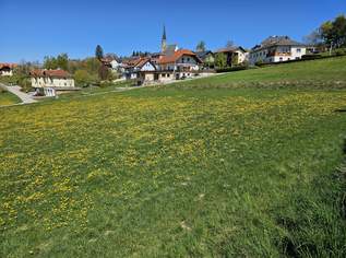 Baugrund (gemischtes Baugebiet mit Einschränkung) mit Möglichkeit auf Erweiterung der Fläche, 28650 €, Immobilien-Grund und Boden in 4372 Sankt Georgen am Walde