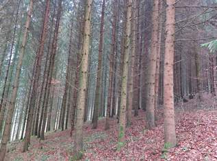 --------- Waldgrundstück im Dunkelsteinerwald ---------------, 350000 €, Immobilien-Grund und Boden in 3642 Kochholz --------- Waldgrundstück im Dunkelsteinerwald ---------------, 350000 €, Immobilien-Grund und Boden in 3642 Kochholz