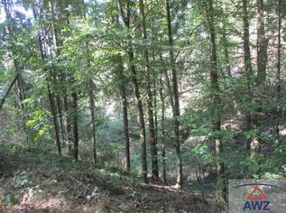 Leistbarer Wald in Feldkirchen/Donau zu verkaufen!, 52000 €, Immobilien-Häuser in 4175 Gerling Leistbarer Wald in Feldkirchen/Donau zu verkaufen!, 52000 €, Immobilien-Häuser in 4175 Gerling