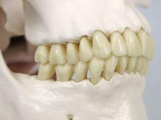 Replik / Schädel 1:1 für Med. -Studium